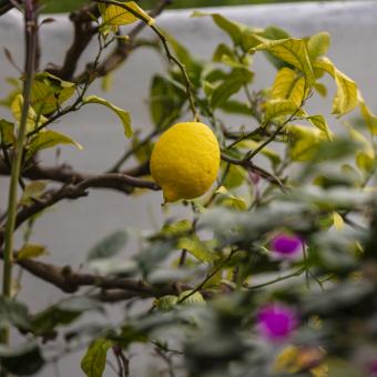 Citron fruit on tree
